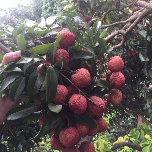 钱岗糯米糍荔枝