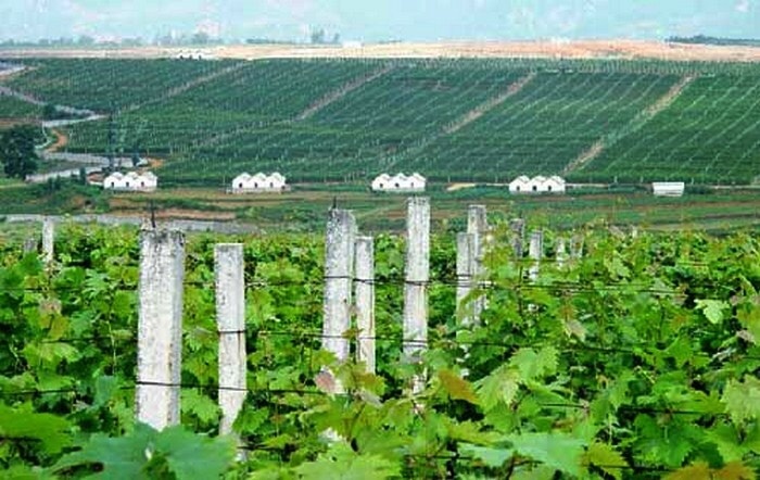 师宗县夏黑葡萄 10%以下 1次果 1-1.5斤