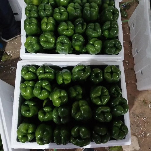 定边县牛角椒 20cm以上 靑色 微辣