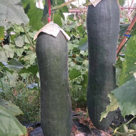 博白县黑皮冬瓜 15斤以上 黑皮 