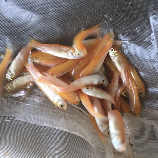 清远 金丝草鱼苗，红草鱼苗  俄罗斯金草鱼苗易养品种