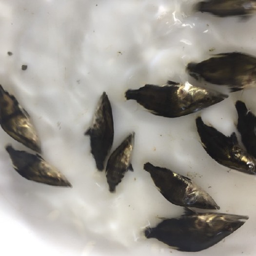 广州翘嘴鳜 桂花苗