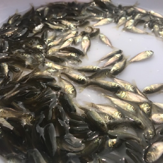 广州鲫鱼苗