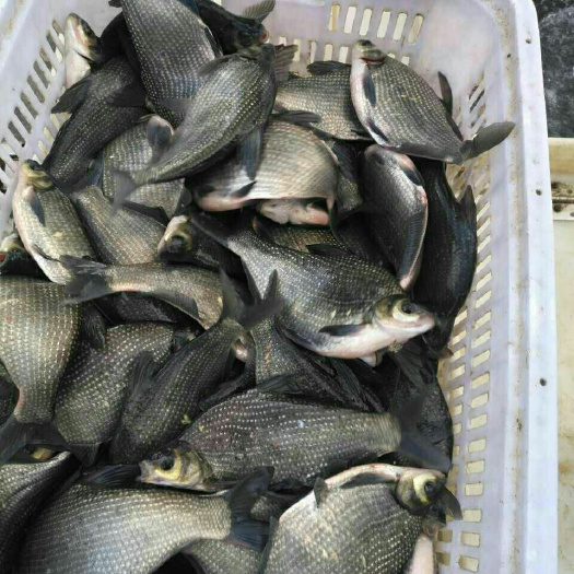 眉山鳊鱼苗 