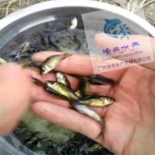 佛山丁桂鱼苗