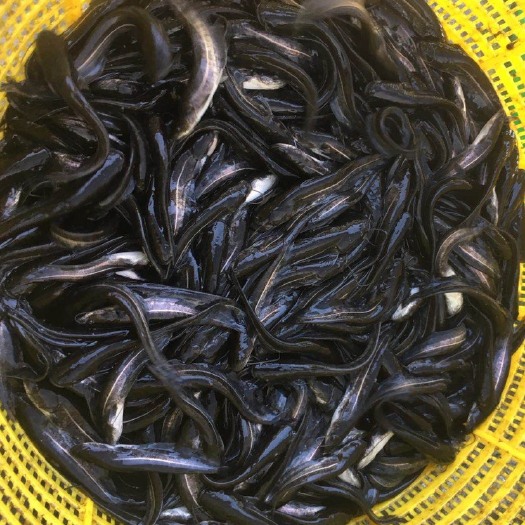 广州鲶鱼苗 