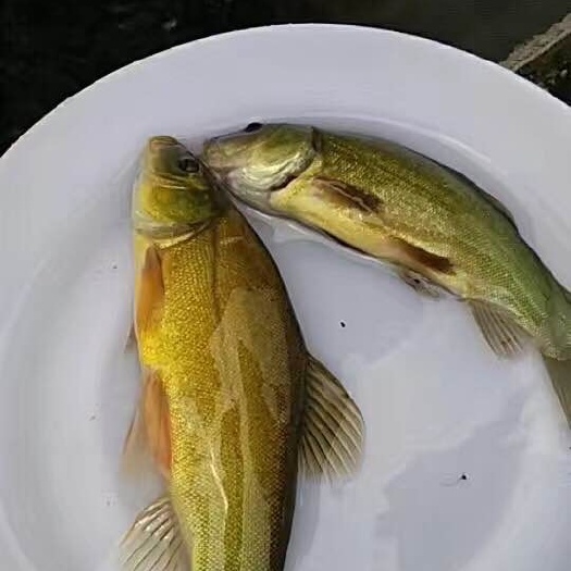 中山市丁桂鱼苗