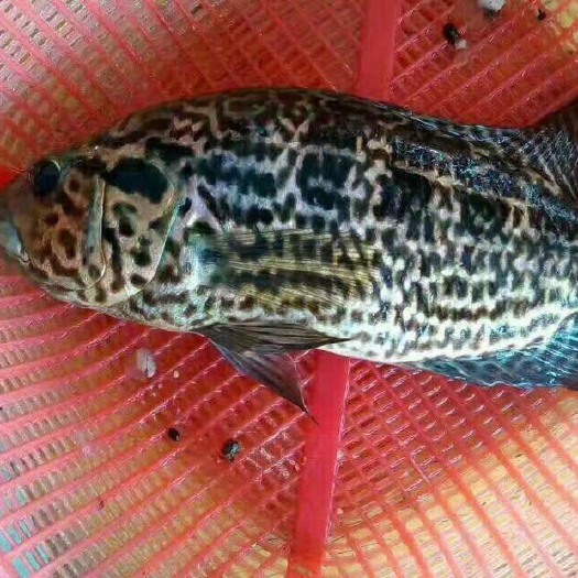 中山市淡水石斑鱼苗