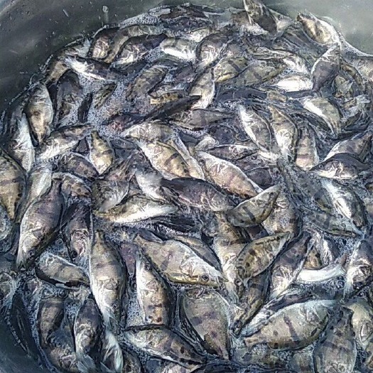 洪湖市桂鱼苗