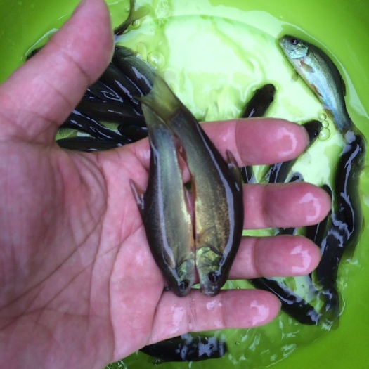 广州丁桂鱼苗
