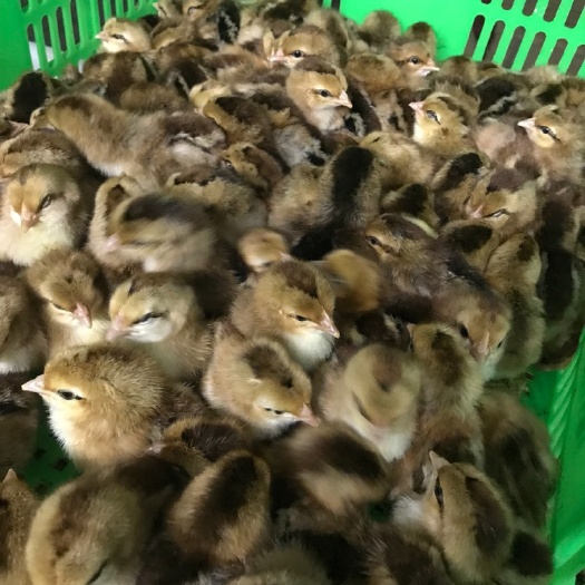 广州广东清远鸡鸡苗 公