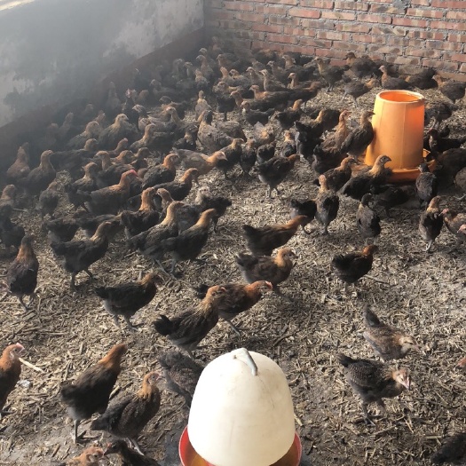 绵阳土鸡苗