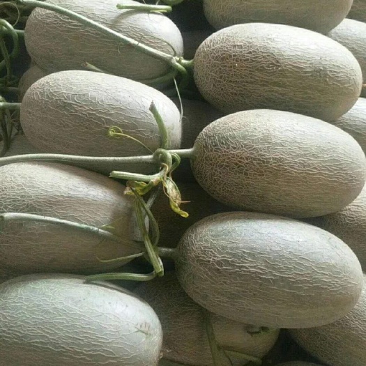 莘县西州蜜  小蜜25哈蜜瓜产地直供