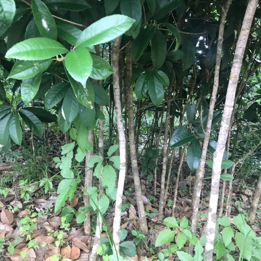 桂花树种子 