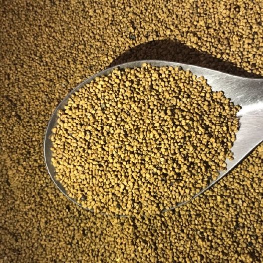 桑树种子桂桑种子桑树苗饲料桑桂桑育711养蚕饲料桑蛋白桑种子