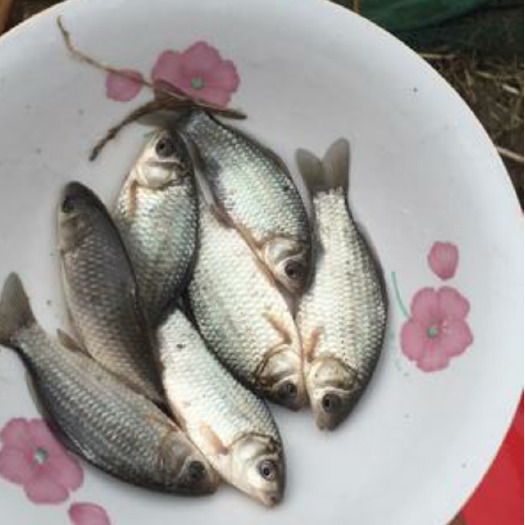 毕节鲤鱼苗