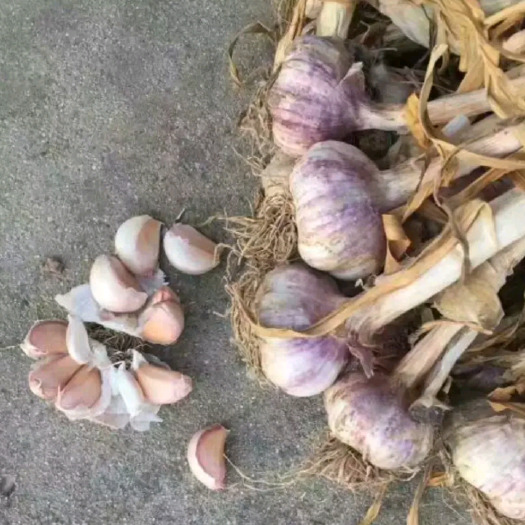 聊城紫红皮大蒜（大青稞蒜）