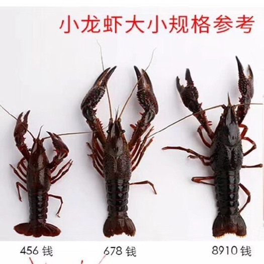 潜江市潜江小龙虾 456中青