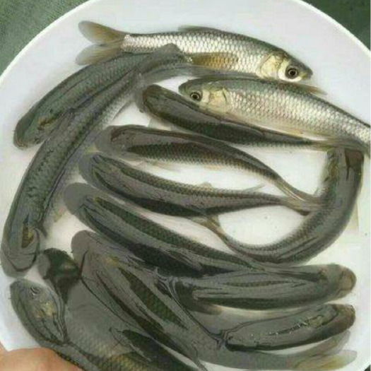 达州草鱼苗