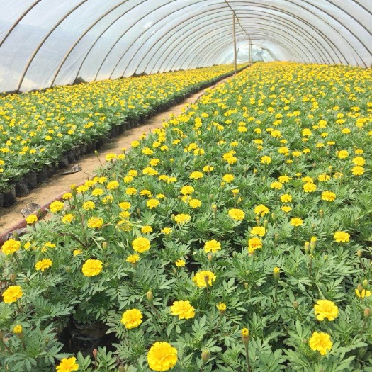 荥阳市孔雀草菊花苗
