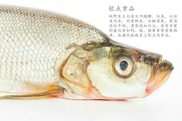 重庆市翘嘴红鲌 提供养殖技术 可送货上门 货到付款