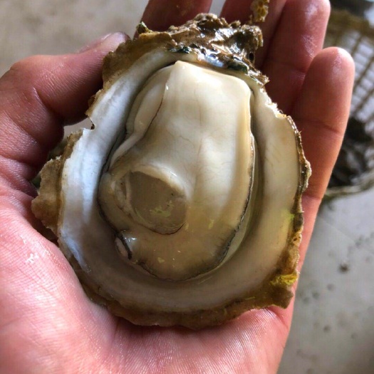 北海白贝