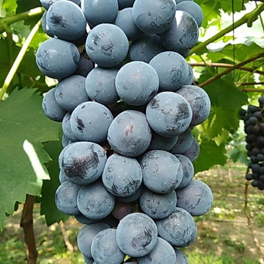 新沂市夏黑葡萄 1.5- 2斤 5%以下 1次果