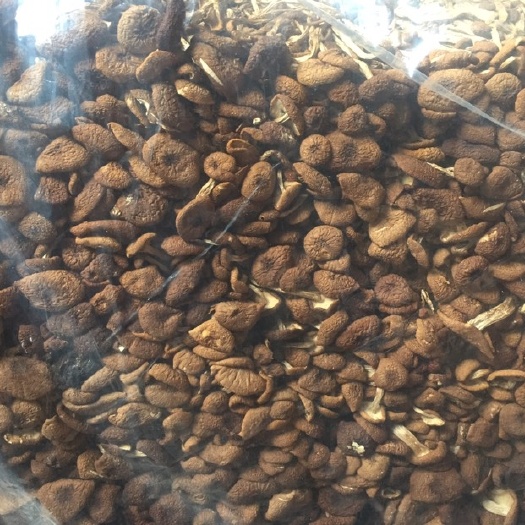 茶树菇 福建省宁德市古田县 14~16cm 未开伞 干茶树菇