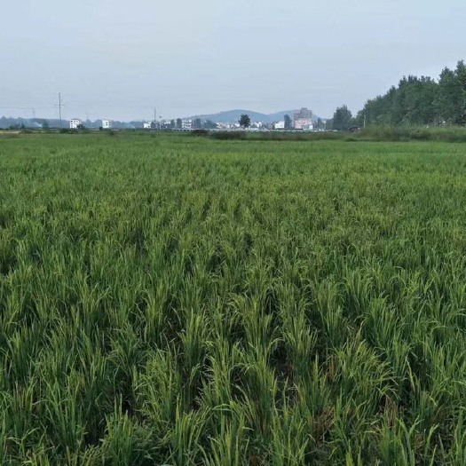 高山生态大米 一等品 再生稻 籼米