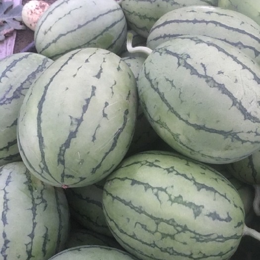 杭州早春红玉西瓜 浙江省杭州市萧山区 2茬 一级
