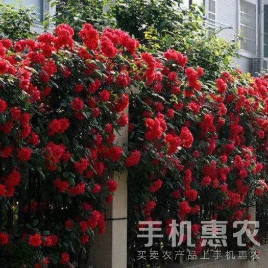 爬蔷薇