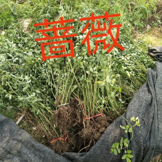 爬蔷薇 蔷薇花耐寒小区庭院南北方种植绿化苗木耐寒耐冻盆栽苗木