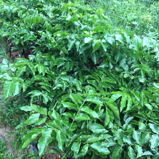 灵山县黑黄皮果苗