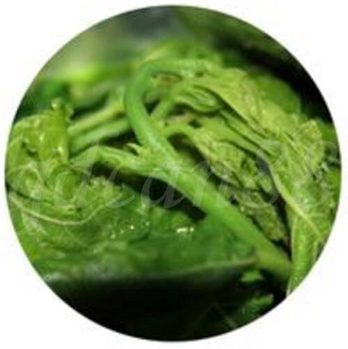 翁源县速冻桑叶菜