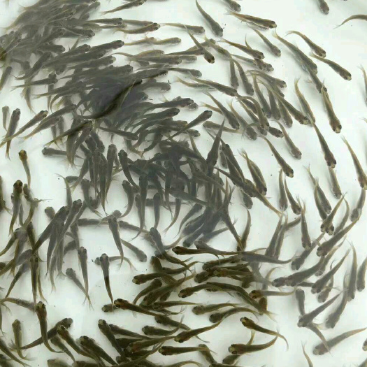 黄冈草鱼苗