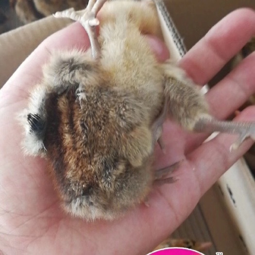 广州青脚麻鸡苗 