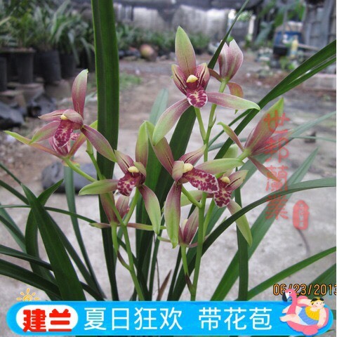 南靖县四季兰 裸根不带土 