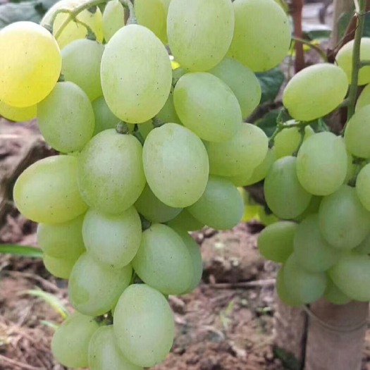 维多利亚葡萄 10%以下 1次果 1-1.5斤