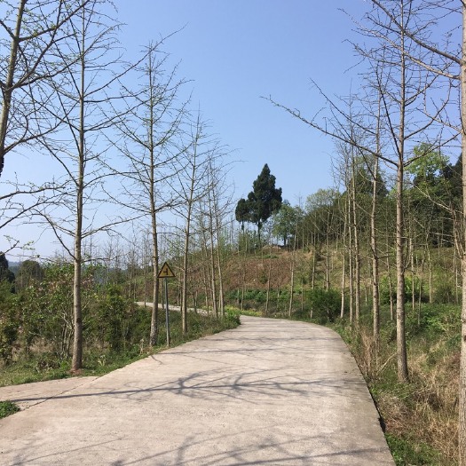 泸州白果