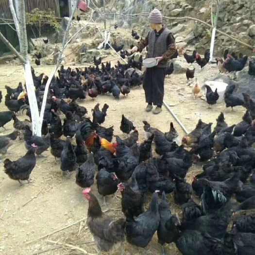 柳州五黑一绿鸡苗