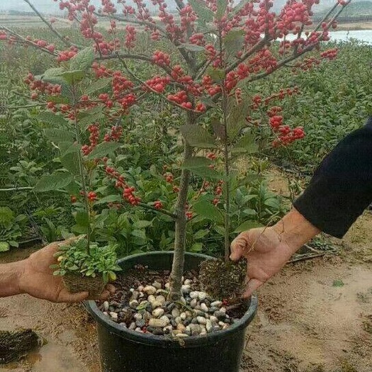 泰安红果冬青 