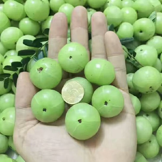灵山县余甘果苗 0.5~1米