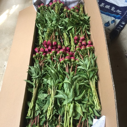 菏泽多花芍药 2cm以下 0.5~1米 