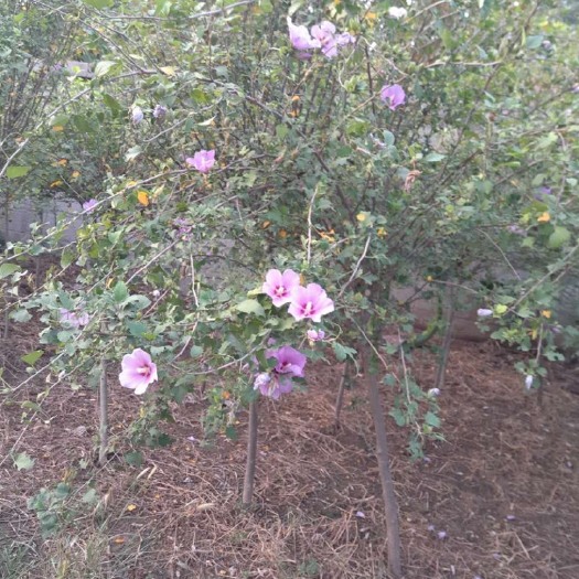 合肥红花木槿树