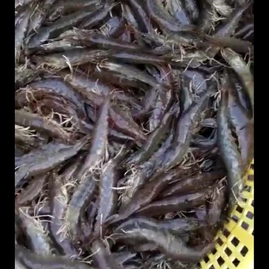 北海近缘新对虾 人工养殖 4-6钱
