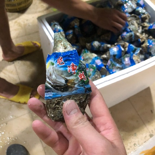 北海北海牡蛎 人工养殖 1-3只/公斤