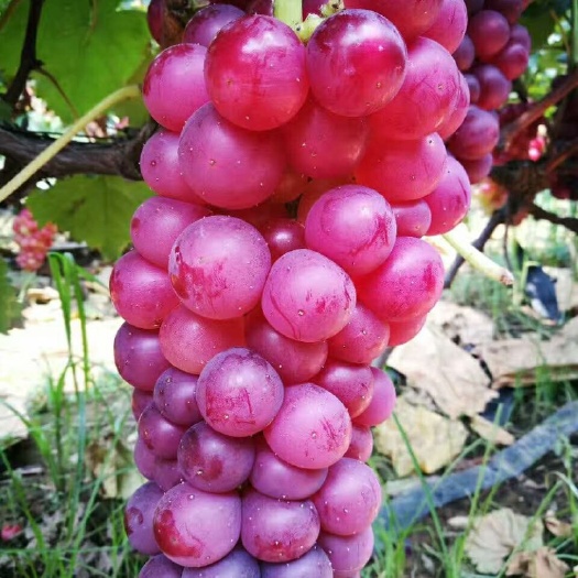 鲁山县巨峰葡萄