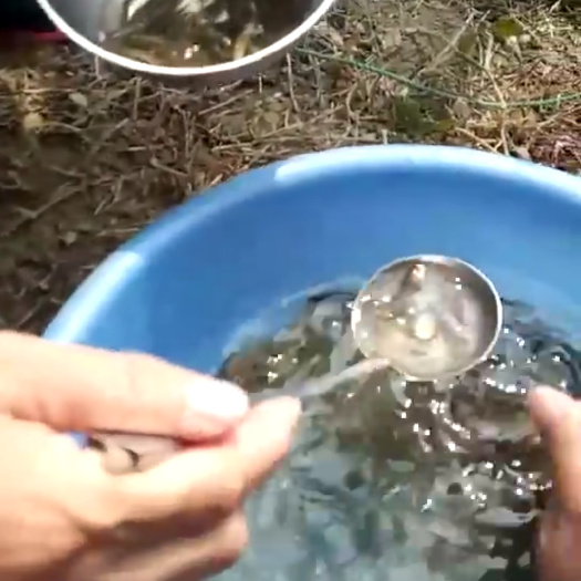 湖州泥鳅苗 