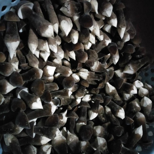 梁山县鸡枞菌 鲜货 人工种植 黑皮鸡枞 5cm以下 