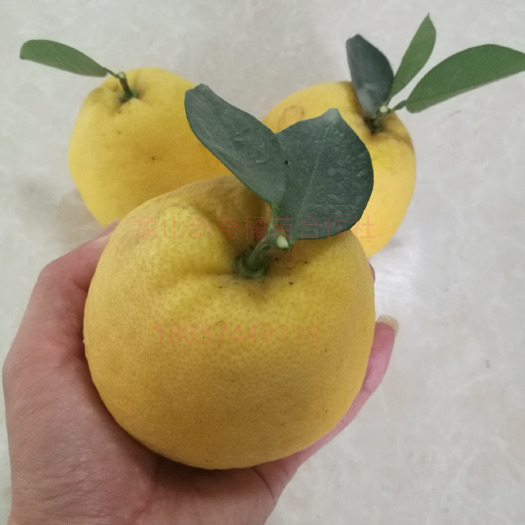 蜜桔苗